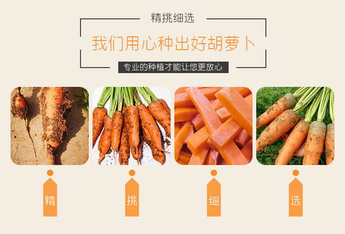 開封特產 新鮮現挖胡蘿卜，沙土孕育的甘甜滋味