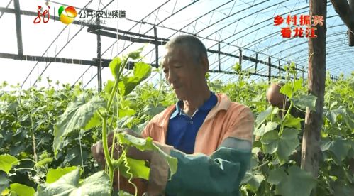 互聯網+本土新鮮蔬菜 送貨上門開啟零售新篇章，助力增收致富